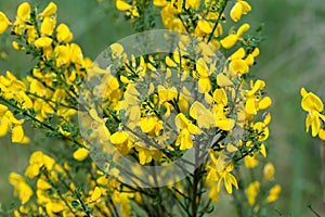 Common broom, .Cytisus scoparius yellow flowers closeup selective focus