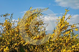 common broom or Scotch broom, Cytisus scoparius