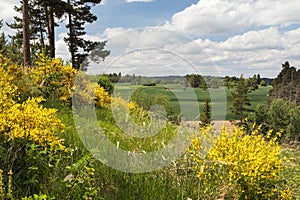 common broom or Scotch broom yellow flowering