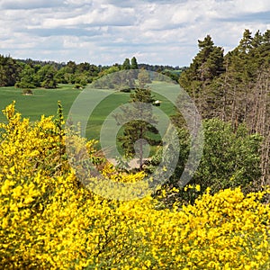 common broom or Scotch broom yellow flowering