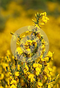 common broom or Scotch broom yellow flowering