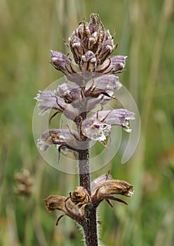 Common Broomrape photo