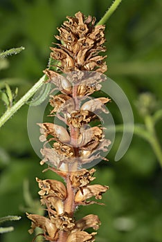 Common Broomrape