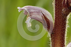Common Broomrape