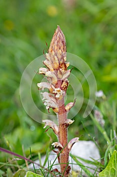 Common broomrape (orobanche minor