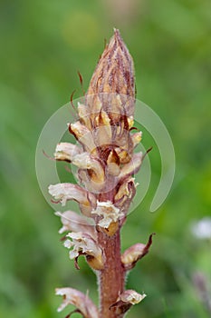 Common broomrape (orobanche minor