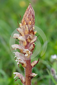 Common broomrape (orobanche minor