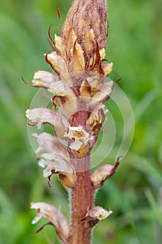 Common broomrape (orobanche minor