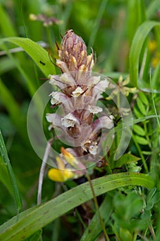 Common broomrape (orobanche minor
