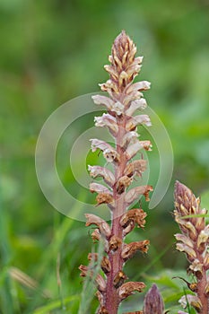Common broomrape (orobanche minor