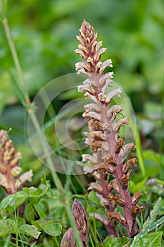 Common broomrape (orobanche minor