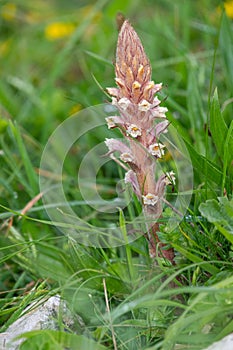Common broomrape (orobanche minor