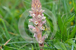 Common broomrape (orobanche minor