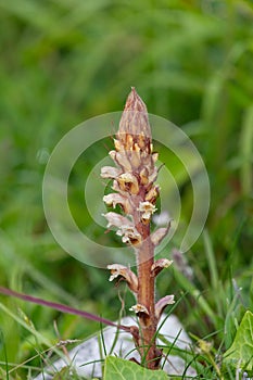 Common broomrape (orobanche minor