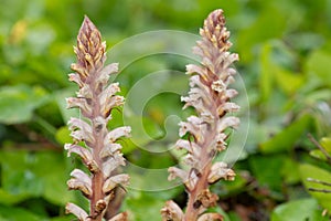 Common broomrape (orobanche minor