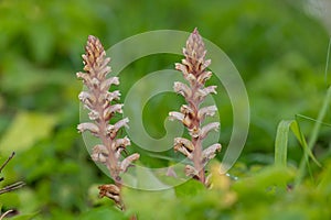 Common broomrape (orobanche minor