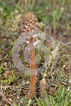 Common Broomrape