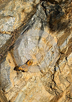 Common brown butterfly, Heteronympha merope, with only three wings.