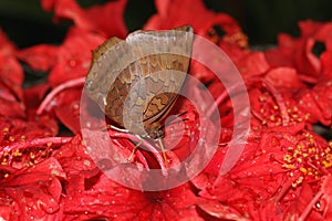 Common brown butterfly sucking on nectar from hibiscus flowers.