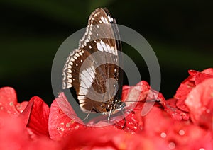 Common brown butterfly sucking on nectar from hisbicus flower.