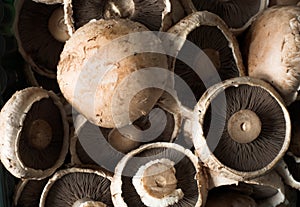 Common brown edible mushrooms