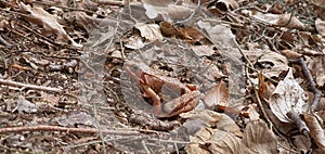 Common brown frog in autum