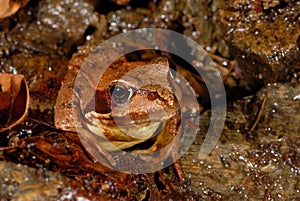 Common brown frog Rana temporaria in Montseny, Gerona, Spain