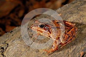 Common brown frog Rana temporaria in Montseny, Gerona, Spain photo