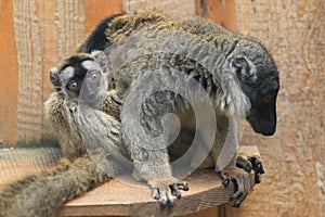 Common brown lemur