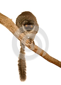 Common Brown Lemur