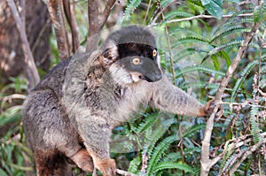 Common Brown Lemur