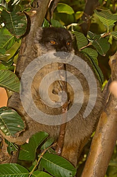 Common Brown Lemur
