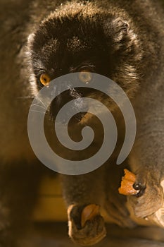 Common Brown Lemur