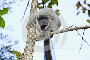 Common brown lemur, andasibe