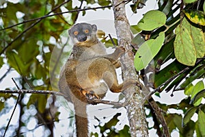 Common brown lemur, andasibe