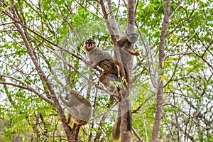 Common brown lemur (Eulemur fulvus) with orange eyes