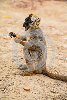 Common brown lemur (Eulemur fulvus) with orange eyes