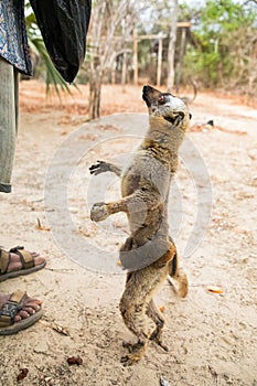 Common brown lemur (Eulemur fulvus) with orange eyes