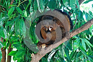 Common brown lemur Eulemur fulvus sitting on branch of tropical tree and looking down at the Barcelona zoo, Lemuridae