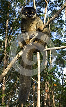 Common brown lemur