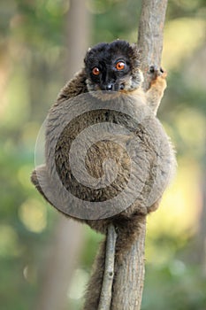 Common brown lemur