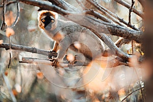 Common brown lemur in Kirindy forest, Madagascar