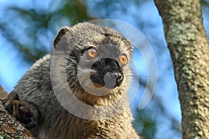 Common brown lemur - portrait Eulemur fulvus , Madagascar nature.