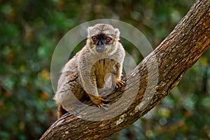 common brown lemurEulemur fulvus, Andasibe Mantadia NP, Madagascar. Grey brown monkey on tree, in the forest habitat, Endemic i