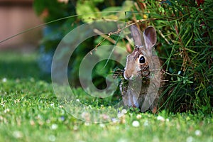 Common brown rabbit gathering food to eat.