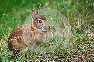 Common brown rabbit sitting on grass.