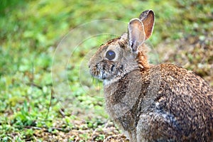 Common brown rabbit sitting on grass.