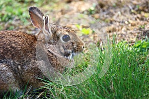 Common brown rabbit sitting on grass.