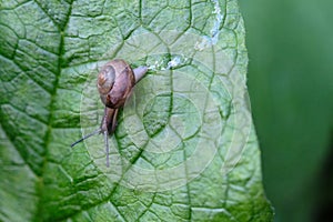 Common brown snail macro on a green leaf in the summer garden