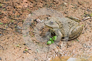 Common brown thai frog in farm